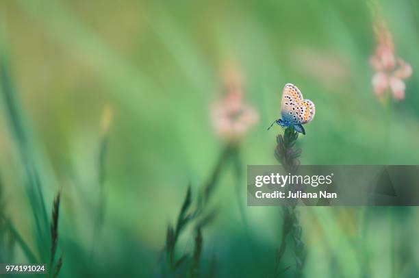 butterfly perching on flower, kazanlak, stara zagora, bulgaria - zagora stock pictures, royalty-free photos & images