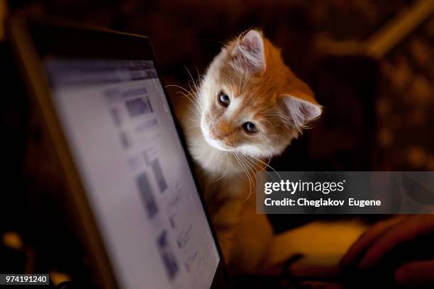 nice - cat laptop stockfoto's en -beelden