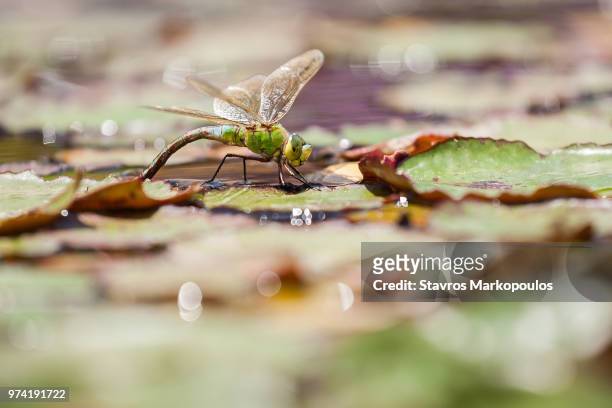 emperor dragonfly on leaf, heraklion, crete, greece - anax imperator stockfoto's en -beelden