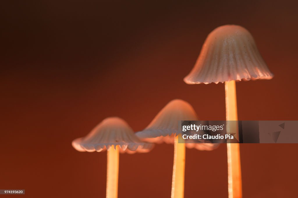 Mushroom close-up