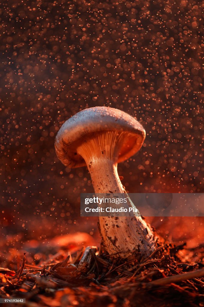 Christmas mushroom