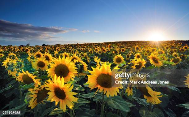 Sunflower Rising Sun Sunflower Sun Rising Photos and Premium High Res Pictures - Getty Images