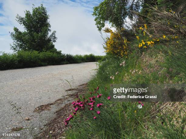 scotch broom (cytisus scoparius) along mountain road - scotch broom stockfoto's en -beelden