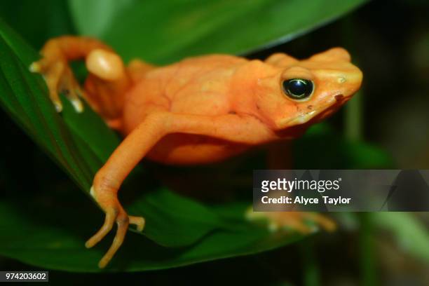 golden mantella - mantella stock pictures, royalty-free photos & images