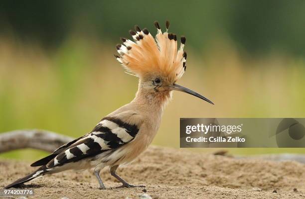 hoopoe3 - hoopoe stock pictures, royalty-free photos & images