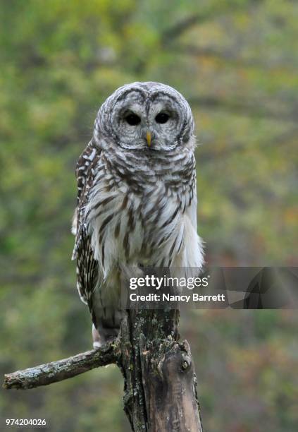 barred owl - nancy hunt 個照片及圖片檔