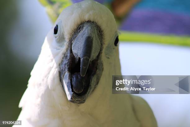 white parrot - cockatoo stock pictures, royalty-free photos & images