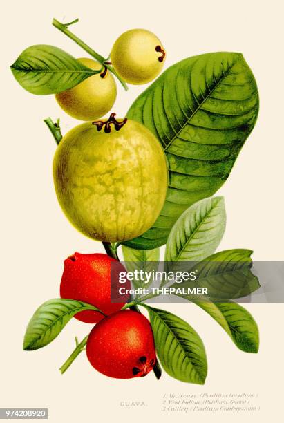 119 Ilustraciones de Guayaba - Getty Images 119 Ilustraciones de Guayaba - Getty Images