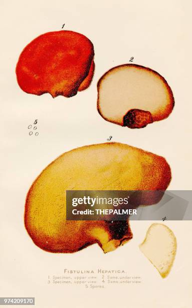 beefsteak fungus illustration 1891 - agaricomycotina stock illustrations