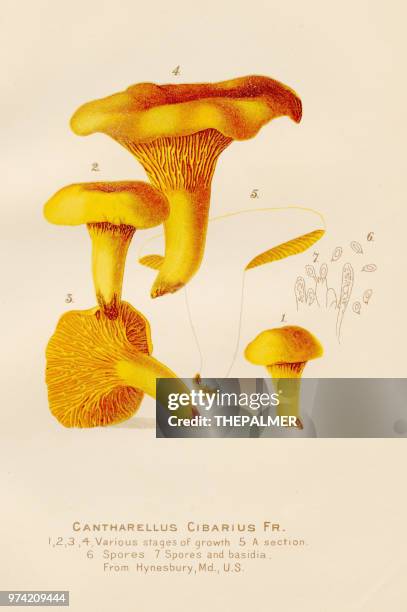 stockillustraties, clipart, cartoons en iconen met hanenkam paddestoel illustratie 1891 - eetbare paddenstoel