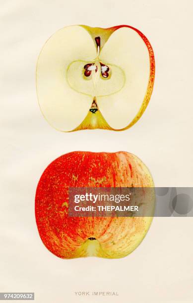 york imperial apple illustration 1891 - bookplate stock illustrations