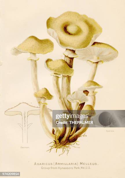 honey mushroom illustration 1891 - agaricomycotina stock illustrations