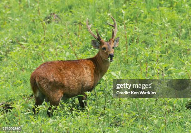 Barasinghs Images Barasingha Photos and Premium High Res Pictures - Getty Images