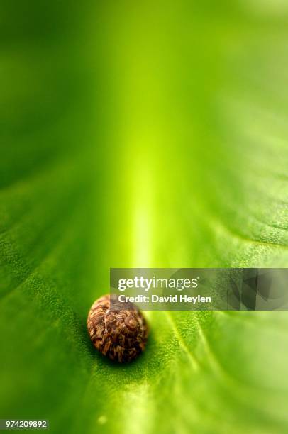 snail on green leaf - david concha fotografías e imágenes de stock