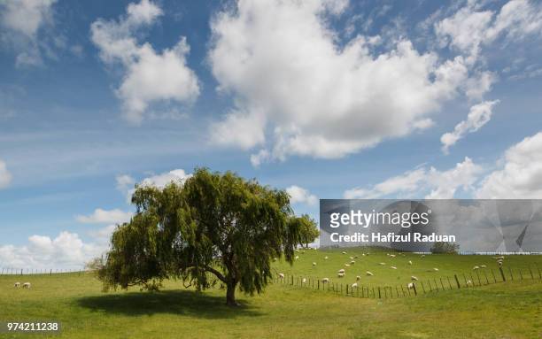 cloudy sky above pasture, matamata, new zealand - matamata stock pictures, royalty-free photos & images