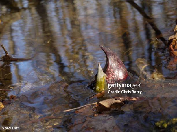 skunk cabbage - skunk cabbage stock pictures, royalty-free photos & images