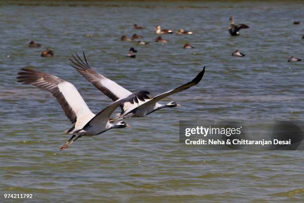 Simicranes 358 Demoiselle Cranes Stock Photos, High-Res Pictures, and Images ...