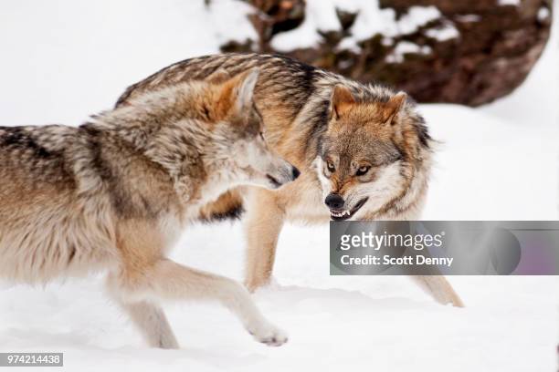 mexican wolfs fighting, brookfield, illinois, usa - animals fighting stock pictures, royalty-free photos & images