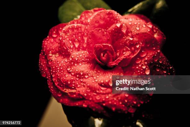 flower after rain - nathan rose stock pictures, royalty-free photos & images