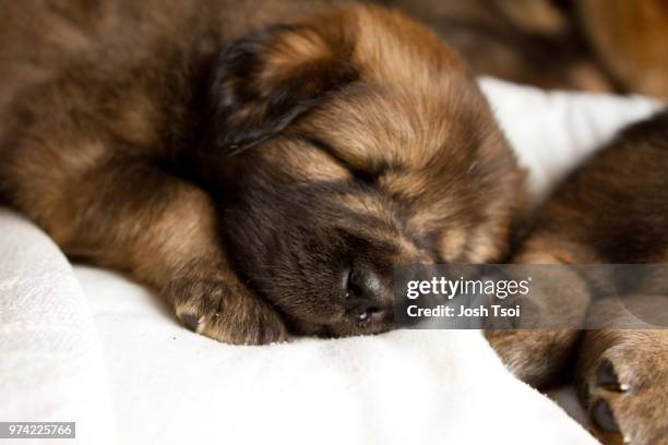 puppy dreams - cub foto e immagini stock