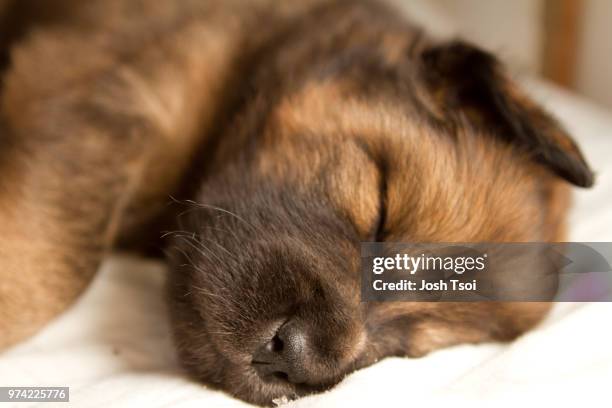 puppy asleep - tibetan mastiff stock pictures, royalty-free photos & images