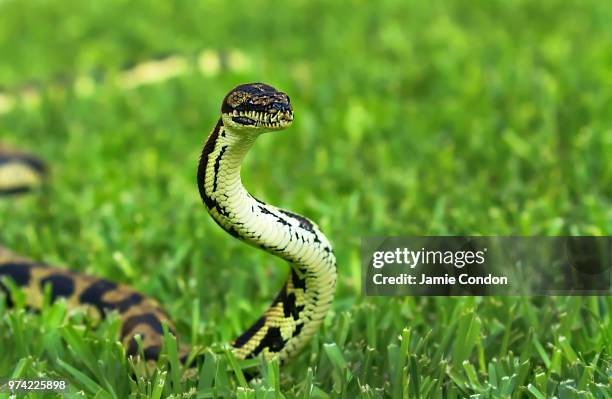 Jungle Tree Python Jungle Python Photos and Premium High Res Pictures - Getty Images