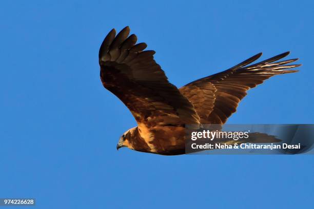 the marsh harrier (circus aeruginosus) - marsh harrier stock pictures, royalty-free photos & images