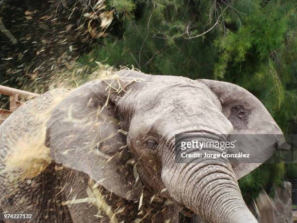 un elefante testarudo - elefante stock pictures, royalty-free photos & images
