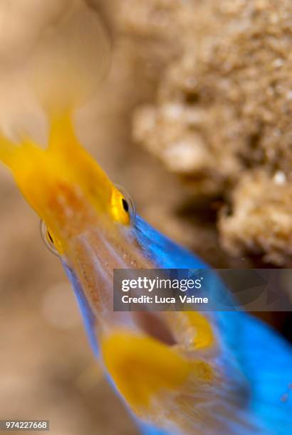 hey, i won't bite!!! - ribbon eel stock pictures, royalty-free photos & images