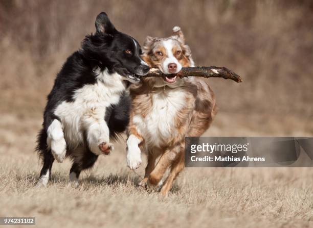 two australian shepherds running on grass, bonn, north rhine-westphalia, germany - carrying in mouth stock pictures, royalty-free photos & images