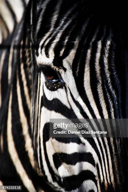 cebra - cebra stock pictures, royalty-free photos & images