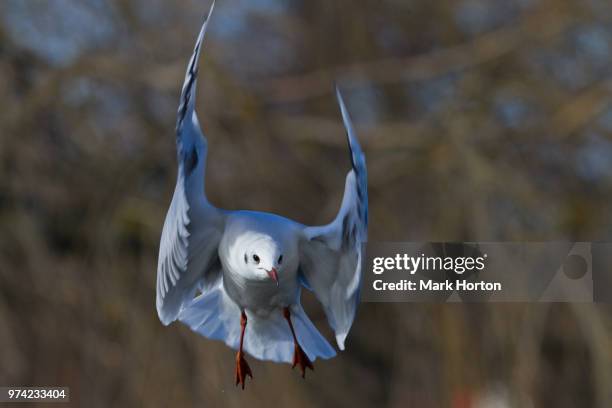 black-headed gull at pirbright - pirbright stock pictures, royalty-free photos & images
