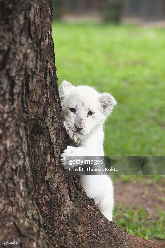 White lion cub (Panthera leo)