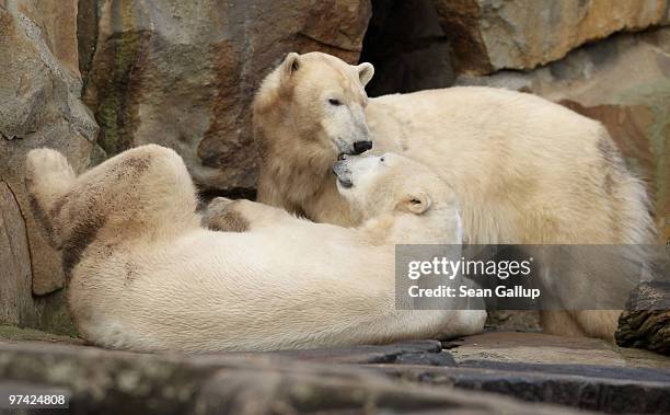 Polar bears Knut and Giovanna cuddle at their enclosure at the Berlin Zoo on March 4, 2010 in Berlin, Germany. Giovanna is on loan for several months...