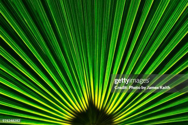 a close up of a palm frond with bright greens and yellow in the shape of a fan. - fan shape stock pictures, royalty-free photos & images