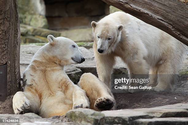 Polar bears Knut and Giovanna prepare to cuddle at their enclosure at the Berlin Zoo on March 4, 2010 in Berlin, Germany. Giovanna is on loan for...