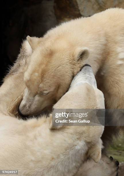 Polar bears Knut and Giovanna cuddle at their enclosure at the Berlin Zoo on March 4, 2010 in Berlin, Germany. Giovanna is on loan for several months...