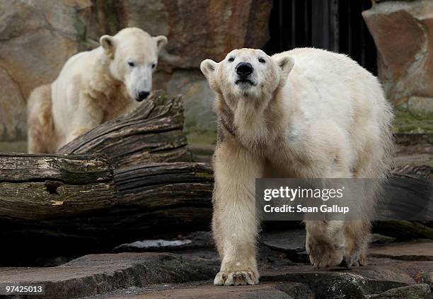 Polar bears Knut and Giovanna look out from their enclosure at the Berlin Zoo on March 4, 2010 in Berlin, Germany. Giovanna is on loan for several...