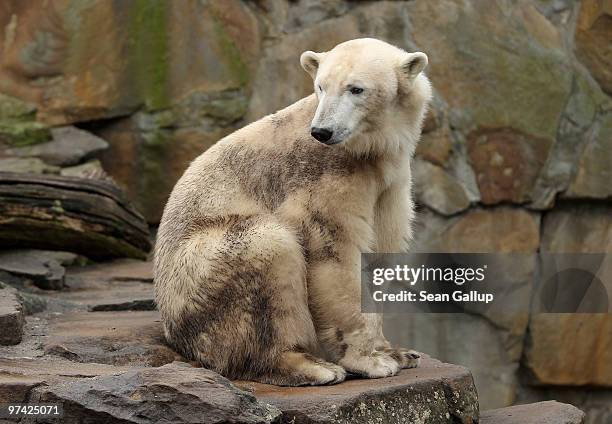 Polar bear Giovanna sits on a rock at her pen at the Berlin Zoo on March 4, 2010 in Berlin, Germany. Giovanna is on loan for several months from a...