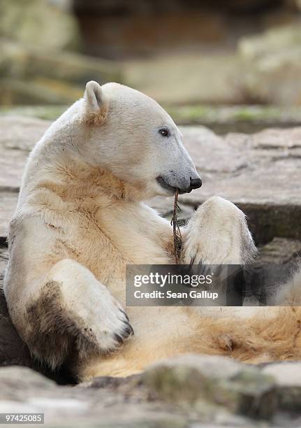 Polar bear Knut plays with a branch at the Berlin Zoo on March 4, 2010 in Berlin, Germany. Knut has been enjoying the company of Giovanna, a polar...