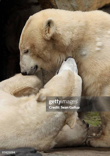 Polar bears Knut and Giovanna cuddle at their enclosure at the Berlin Zoo on March 4, 2010 in Berlin, Germany. Giovanna is on loan for several months...