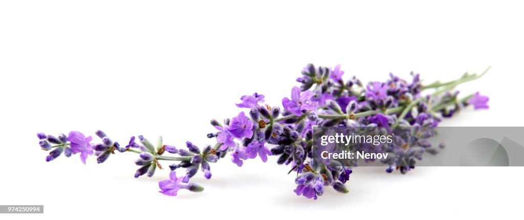 Lavender flower isolated on white background