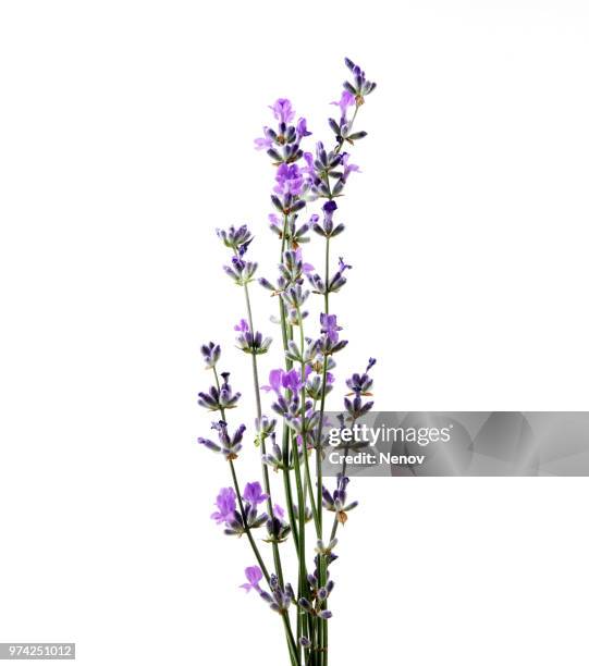 lavender flower isolated on white background - lavendelfeld stock-fotos und bilder