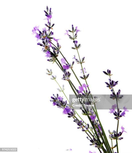 lavender flower isolated on white background - lavendel freisteller stock-fotos und bilder