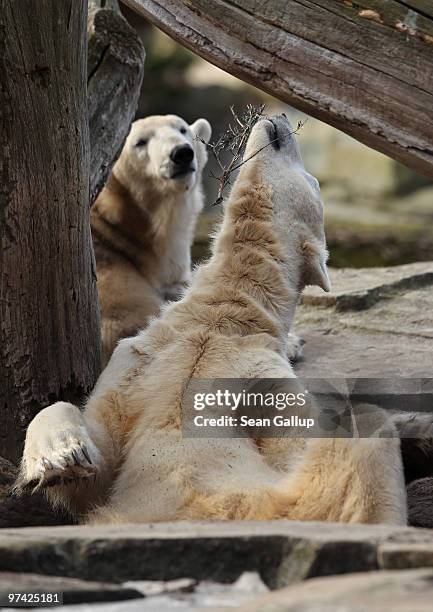Polar bears Knut and Giovanna cuddle at their enclosure at the Berlin Zoo on March 4, 2010 in Berlin, Germany. Giovanna is on loan for several months...