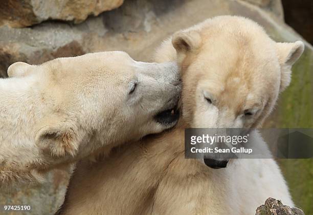 Polar bears Knut and Giovanna cuddle at their enclosure at the Berlin Zoo on March 4, 2010 in Berlin, Germany. Giovanna is on loan for several months...