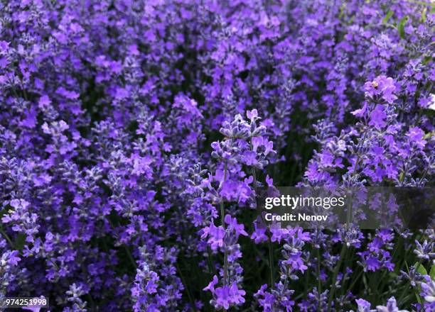 lavandula angustifolia background - angustifolia stock pictures, royalty-free photos & images