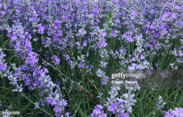 lavandula angustifolia background - angustifolia stock-fotos und bilder