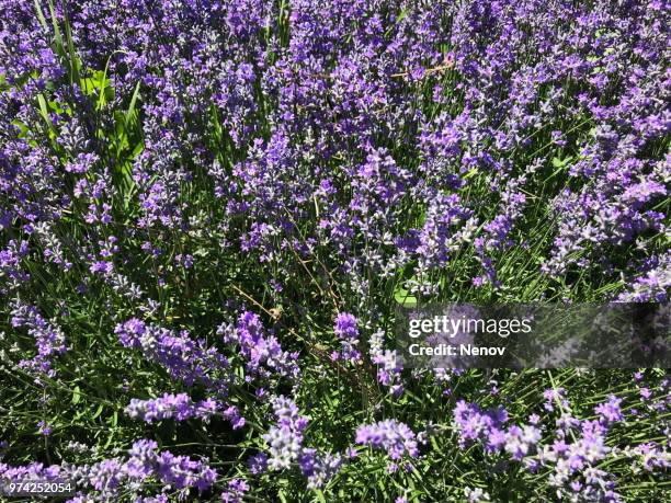 lavandula angustifolia background - angustifolia stock pictures, royalty-free photos & images