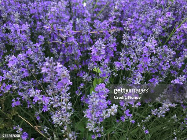 lavandula angustifolia background - angustifolia stock pictures, royalty-free photos & images